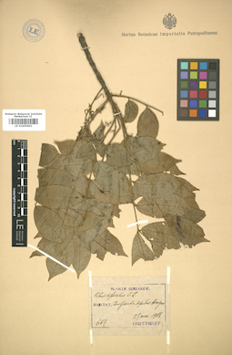 LE 01005603