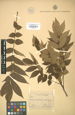 LE 01005615
