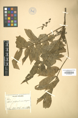 LE 01005616