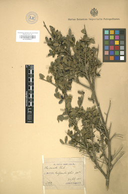 LE 01005617