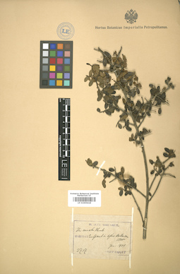 LE 01005618