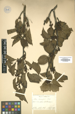 LE 01005620