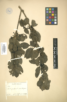 LE 01005621