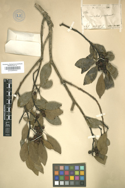 LE 01005622