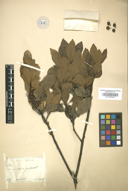 LE 01005623