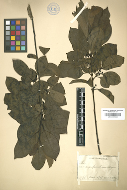 LE 01005624