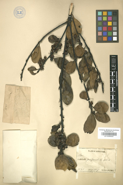 LE 01005625