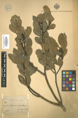 LE 01005631