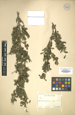 LE 01005633