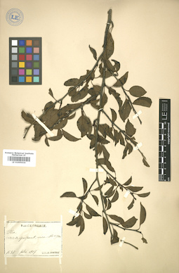 LE 01005634