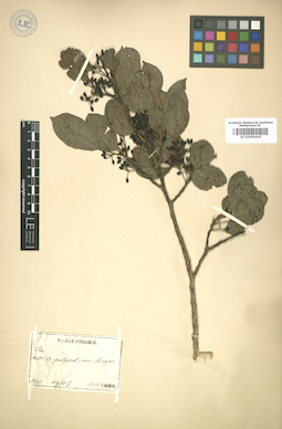 LE 01005635