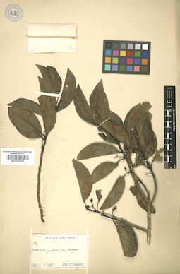 LE 01005636