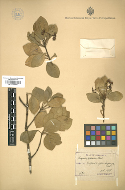 LE 01005641