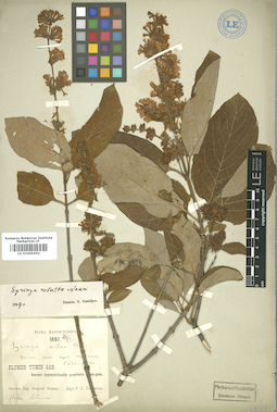 LE 01005650