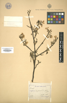 LE 01005653