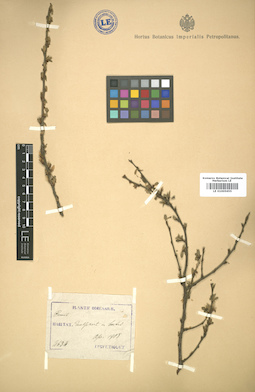 LE 01005655