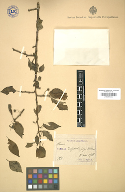 LE 01005664