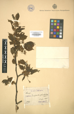 LE 01005667