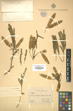 LE 01005681