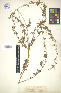 LE 01005682