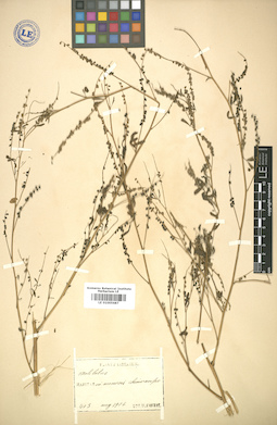 LE 01005687