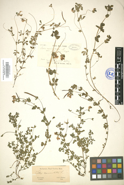 LE 01005695