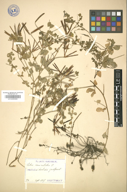 LE 01005699