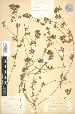 LE 01005702
