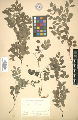 LE 01005709