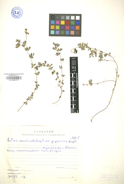 LE 01005717