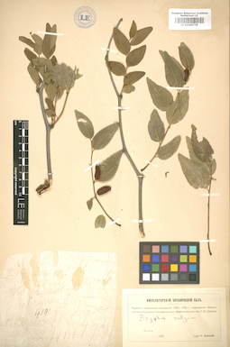 LE 01005739