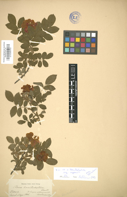 LE 01005753