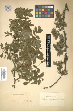 LE 01005755