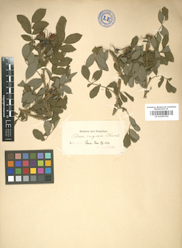 LE 01005756