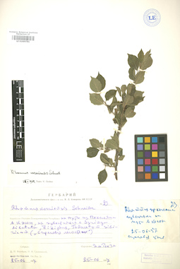 LE 01005781