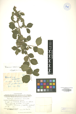 LE 01005782