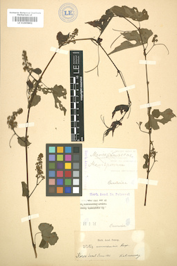 LE 01005802