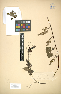 LE 01005803