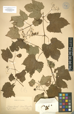LE 01005804