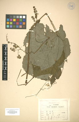 LE 01005805