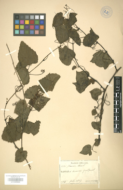 LE 01005806