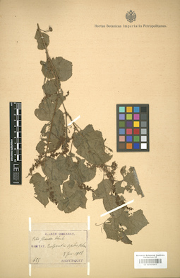 LE 01005807