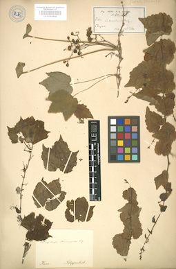 LE 01005809