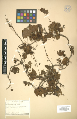 LE 01005810