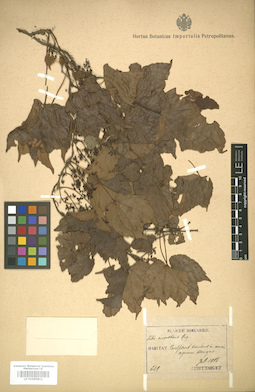 LE 01005811
