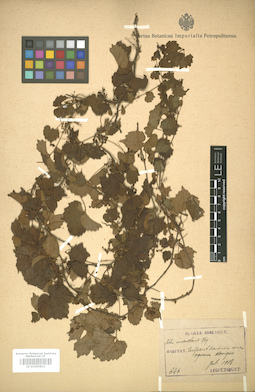LE 01005812