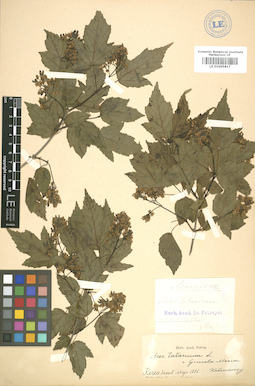 LE 01005817