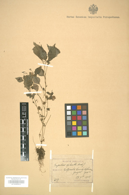 LE 01005911