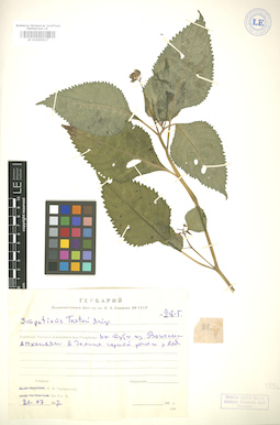 LE 01005917