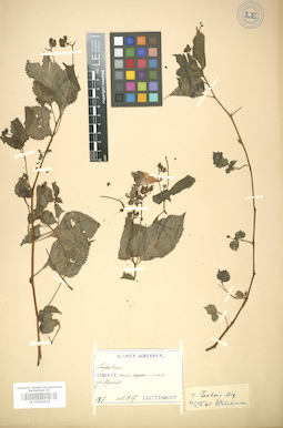 LE 01005918